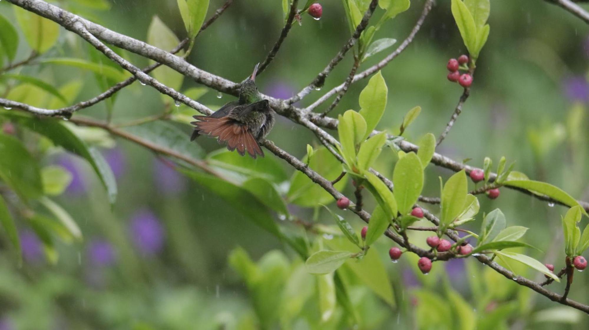 비자구아 Aves De Tierras Altas 빌라 외부 사진